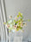 Lime Blossom Elegance