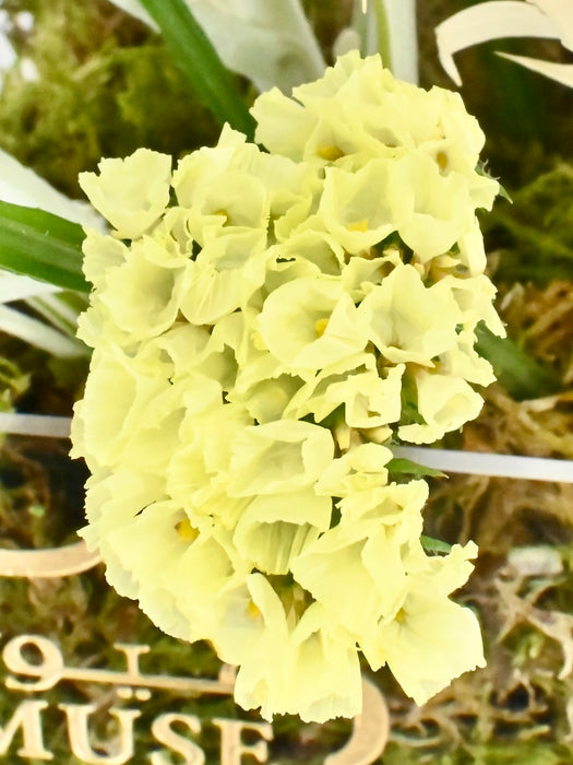 Maritima Garden
