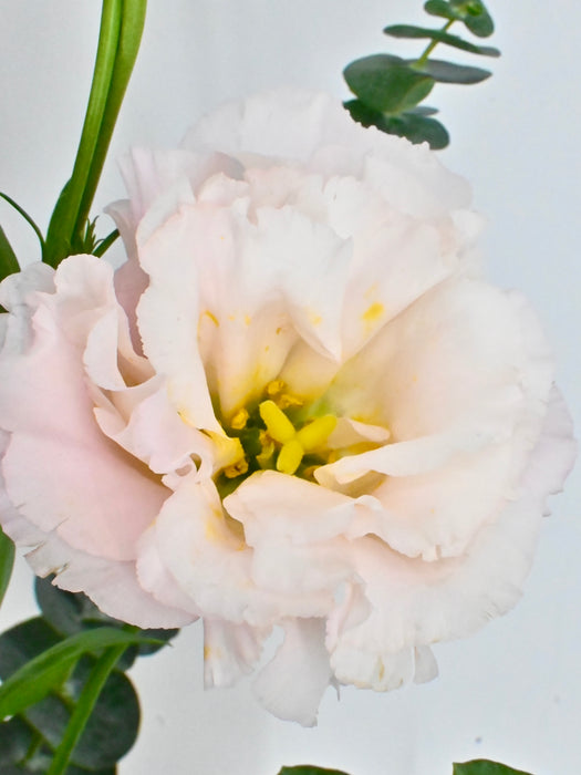 Pink Craft Garden