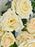 Blooming Garden