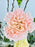 Blooming Garden