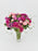 Celosia Beauty