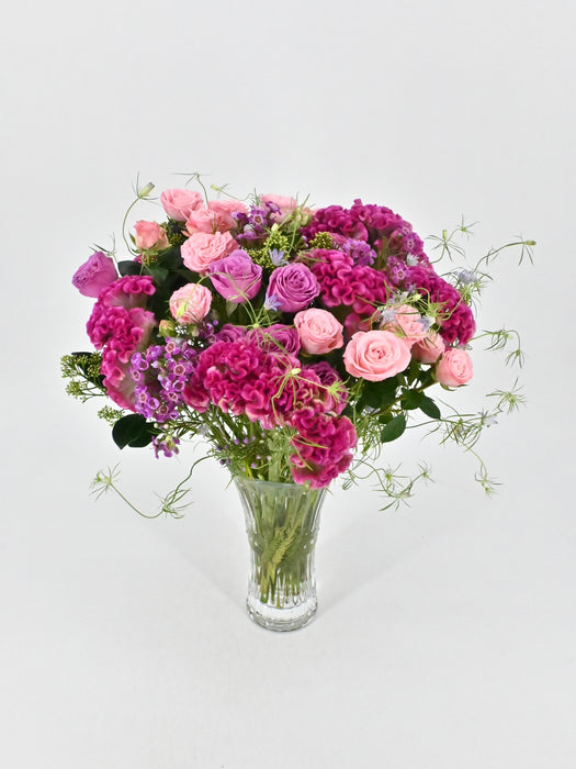 Celosia Beauty