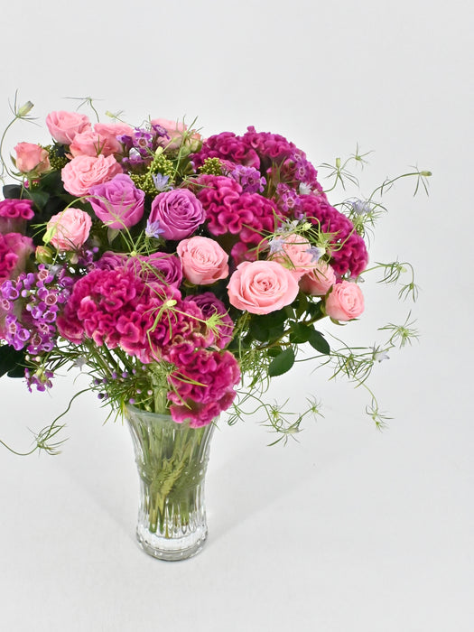 Celosia Beauty