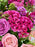 Celosia Beauty