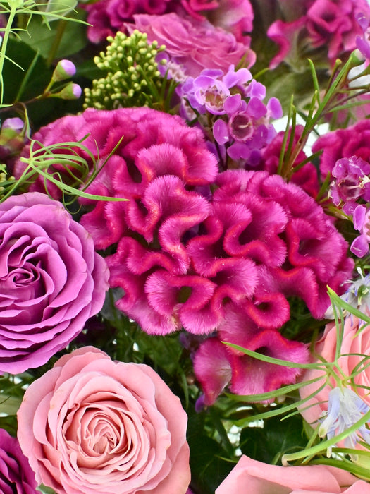 Celosia Beauty