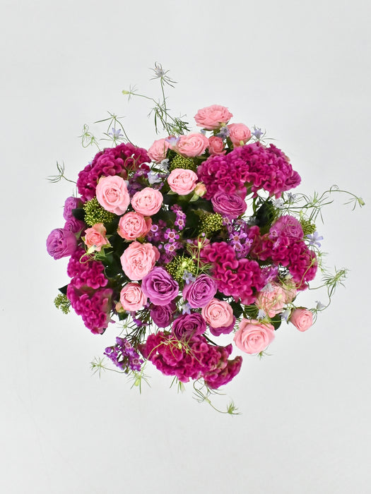 Celosia Beauty