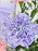 Pastel Blossoms
