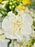 Moonlight Money Garden