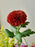 Crimson Velvet Blooms