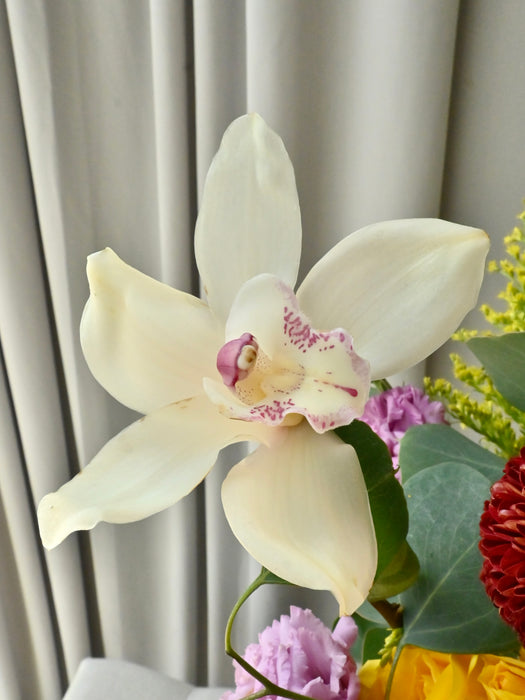 Crimson Velvet Blooms