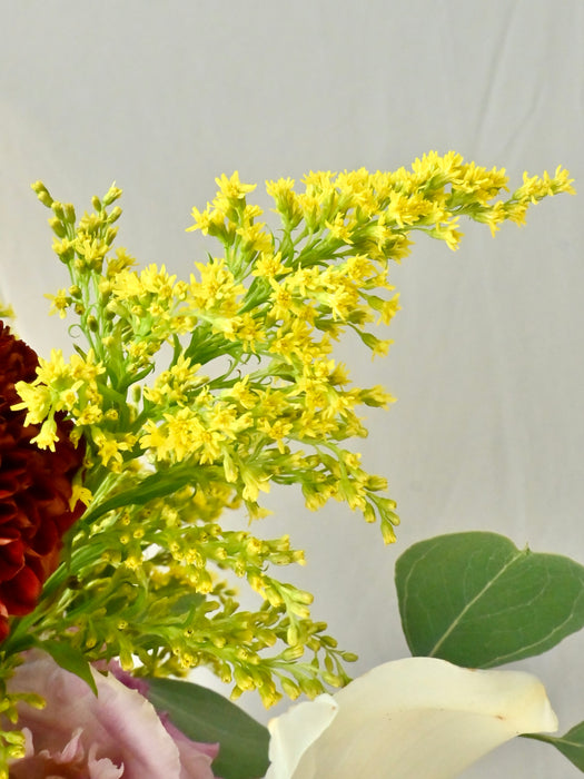 Crimson Velvet Blooms