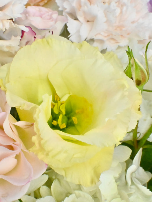 Deco Pastel