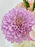 Deco Pastel