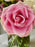 Sweet Floral Blush Reverie