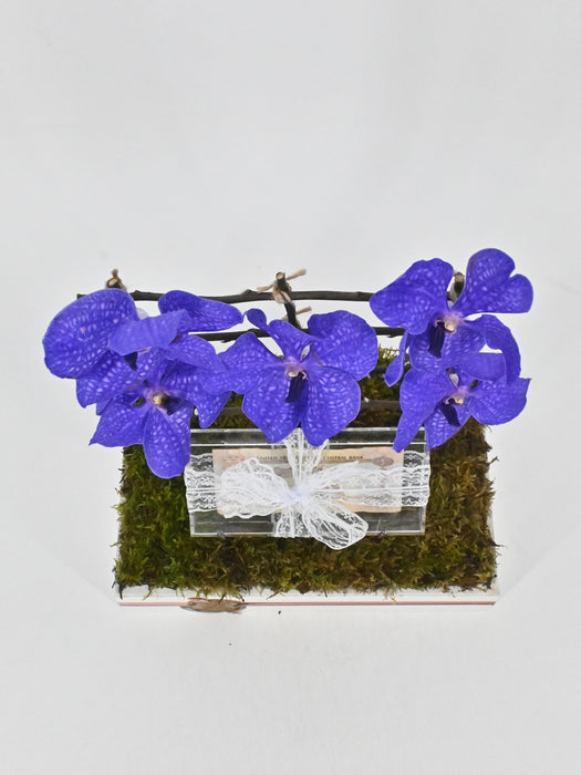 Vanda II