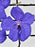 Vanda II