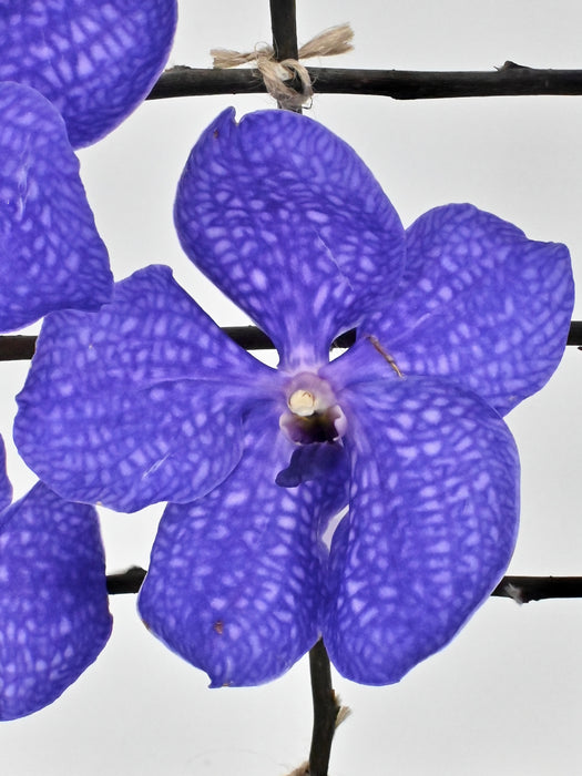 Vanda II