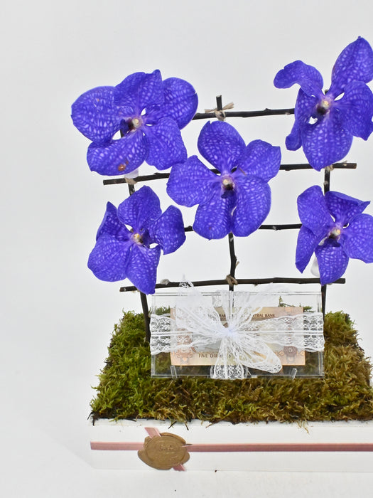 Vanda II
