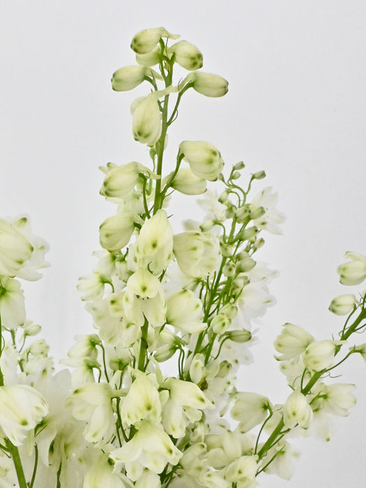 Delphenium