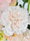 Tri Peach Garden