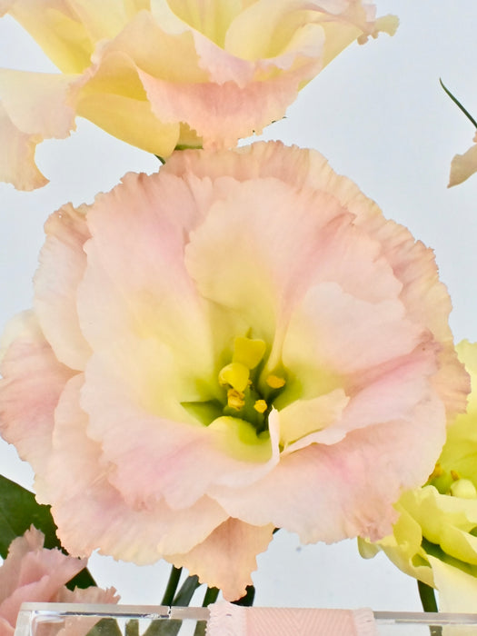 Tri Peach Garden