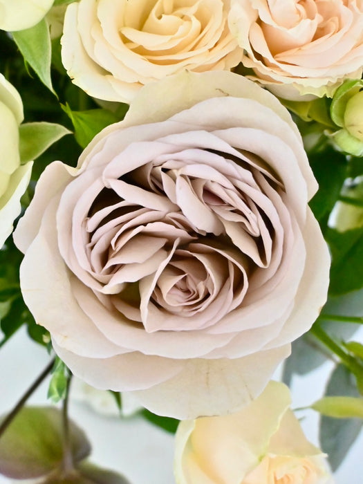 Pastel Beauty