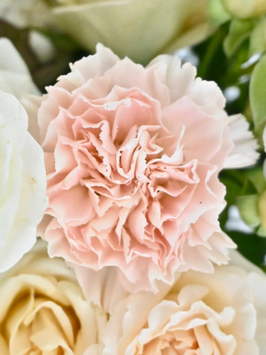 Pastel Beauty