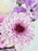 Purple Rim Garden