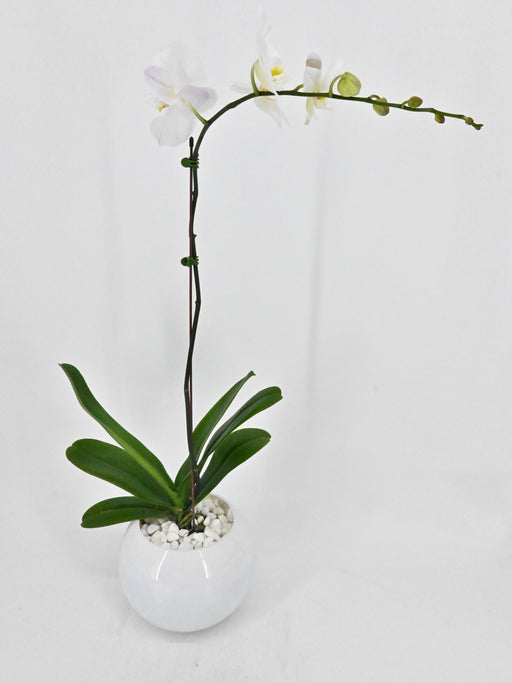Phalea