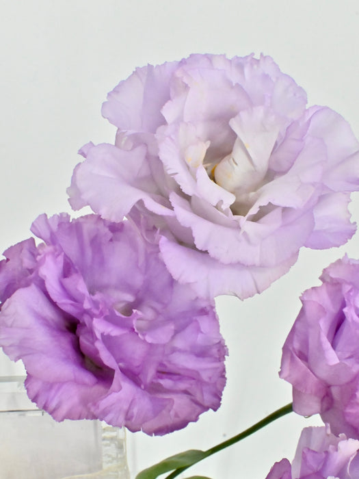 Purple Rim Garden