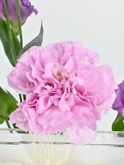 Purple Rim Garden