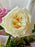 Rosita Bouquet of Glory