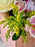 Rosita Bouquet of Glory