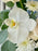 Azure Flower Serenity Money Gift