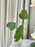 Azure Flower Serenity Money Gift