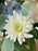 Azure Flower Serenity Money Gift