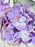 Purple Shades