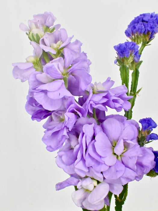 Purple Shades