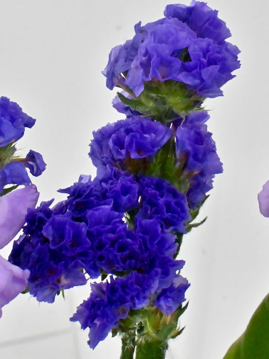 Purple Shades