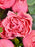 Sp Dimension Bouquet