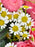 Sp Dimension Bouquet