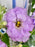 Oxy Lilac Garden