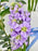 Oxy Lilac Garden
