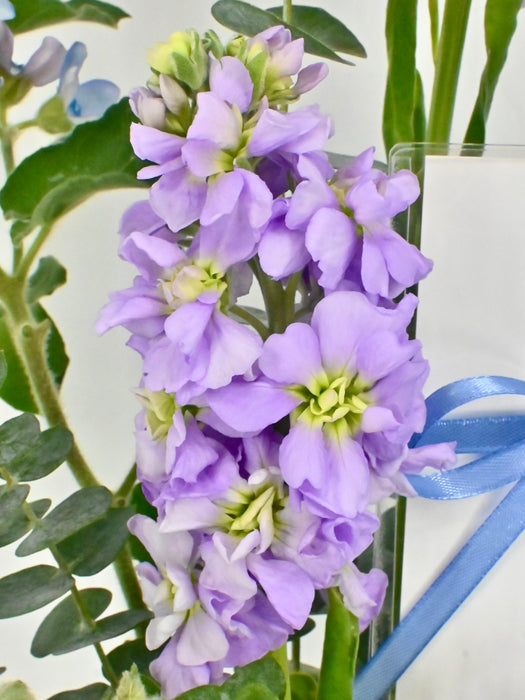 Oxy Lilac Garden