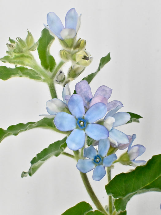 Oxy Lilac Garden