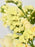 Lemon Royal