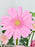 Love Pink Garden
