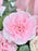 Love Pink Garden