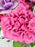 Pink Purple Empire